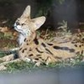 @sleepy_serval