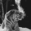 @evgeny10011