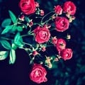 @the_last_english_rose